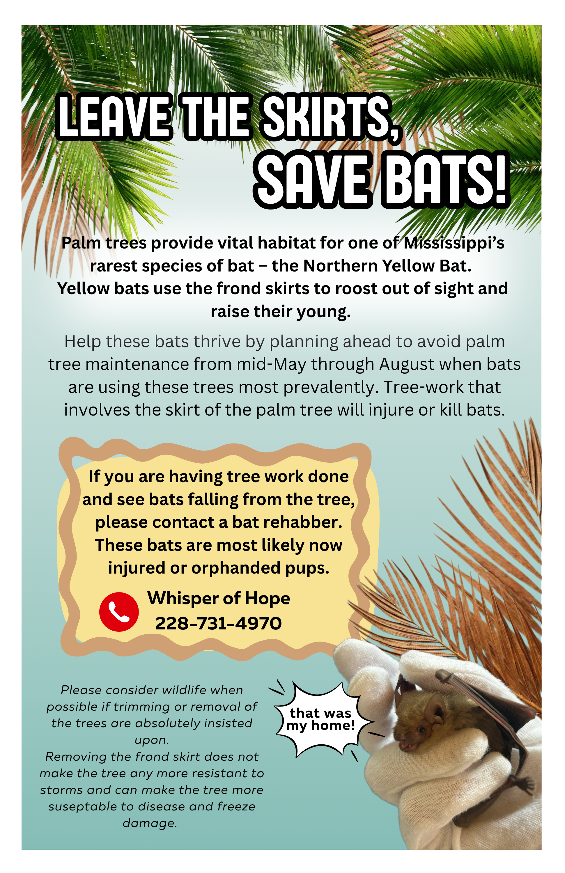 flyer with information on bats in palm trees