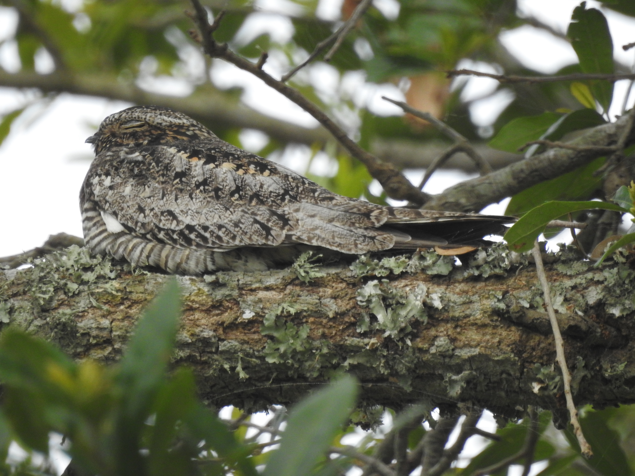 nightjar sitting in a tree