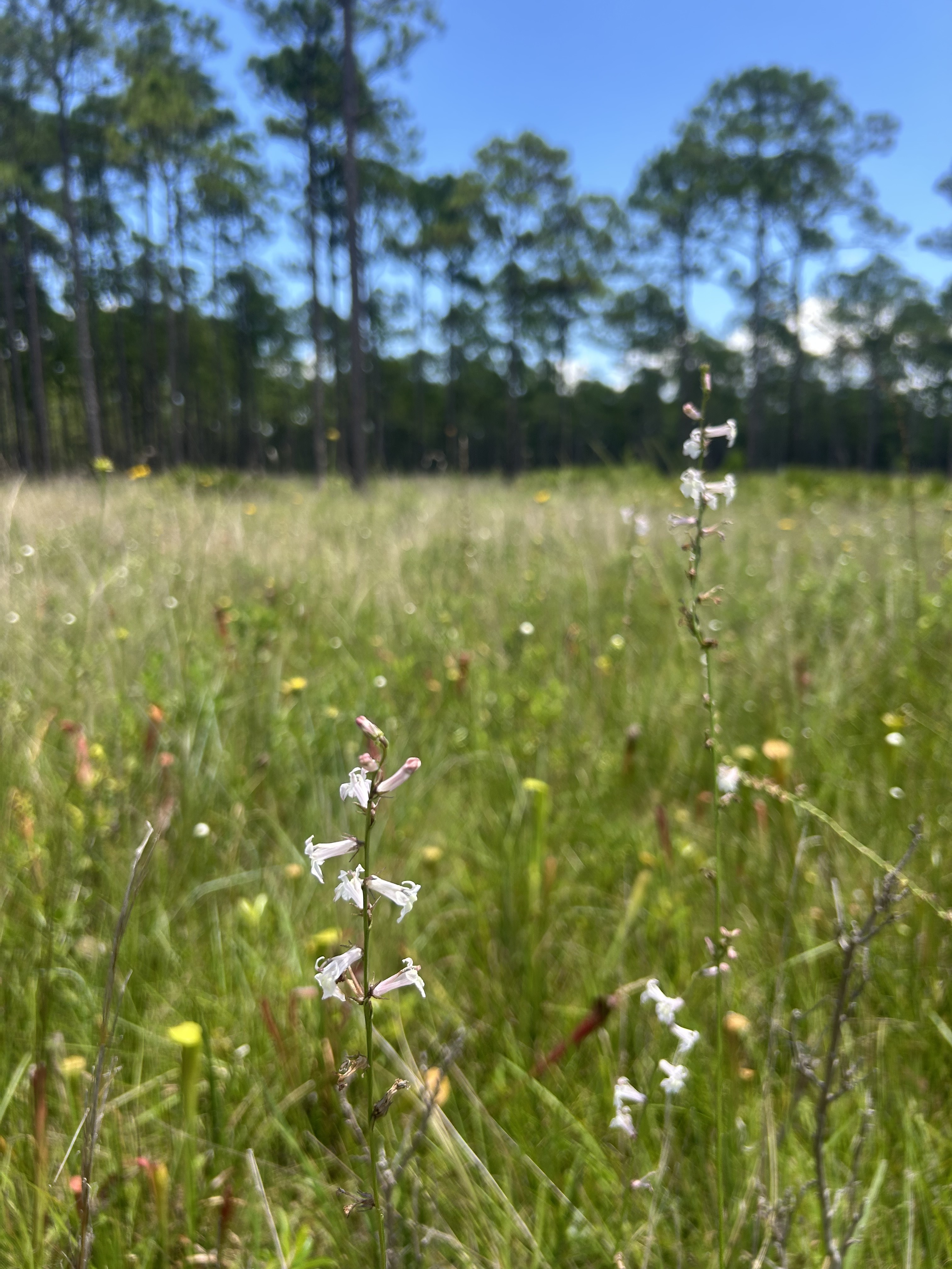photo of a flower with the savanna in the background