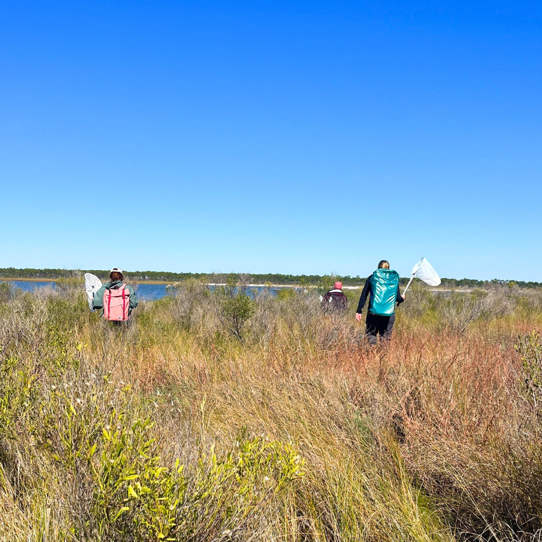 Volunteers in the field surveying for monarchs
